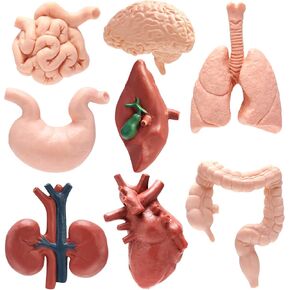 8 PCS Human Body Model for Kids, Human Organ Model Anatomy, Physiology 3D Realistic Study Tools Brain Heart Lung for Students Sciences