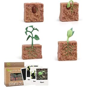 Plant Growth Cycle, Plant Life Cycle Model, Realistic Beans Growth Cycle Biological Model with 4 Instruction Cards, Educational Playthings for Kids, Children's Cognitive Science Model