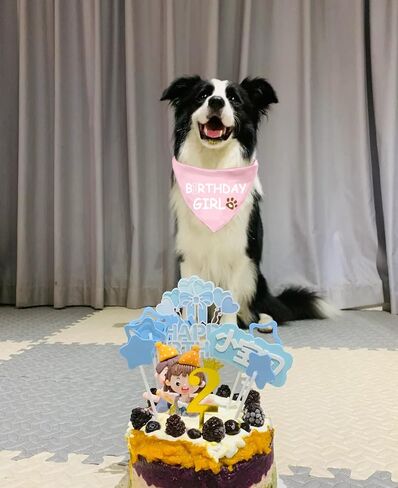 Bandana for Dog Birthday Boy & Girl - Supplies for Small, Medium & Large Pets in Saudi Arabia