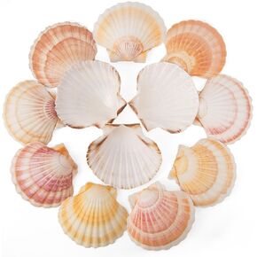 6PCS Scallop Shells 4‘’-4.5" Natural Sea Shells Yellow & Pink Hawaiian Scallop Shells for Baking DIY Craft Home Vase Fillers & Beach Wedding Party Decor (6)