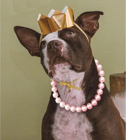 Chunky Pearl Dog Necklace (Beads 19mm) with Strong Stainless Steel Wire Rope, Elegant Adjustable Pearl Collar Jewellery Accessories for Large Dogs in Kuwait