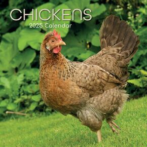 The Gifted Stationary 2025 Square Wall Calendar, Chickens, 16-Month Animals Theme Hanging Calendar with 180 Reminder Stickers, Month Planner for Home, or Creative Spaces, 12x12 In