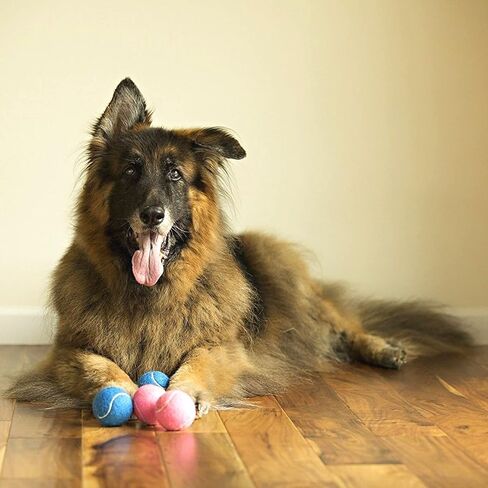 Midlee Happy Birthday Dog Tennis Balls (6 Pack) (Regular, Blue) in Kuwait