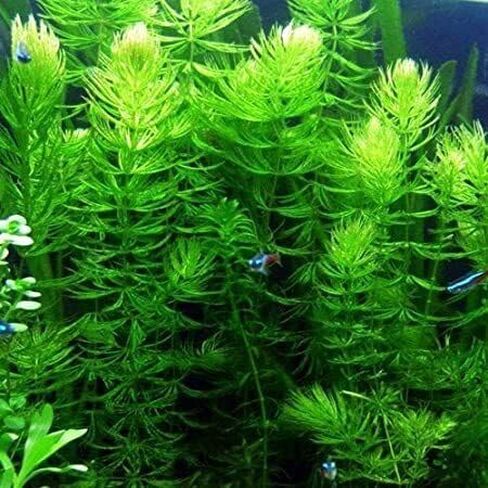 نبات Hornwort Ceratophyllum Live Aquarium Plant المزروع للمبتدئين - اشتري 2 واحصل على 1 in Kuwait