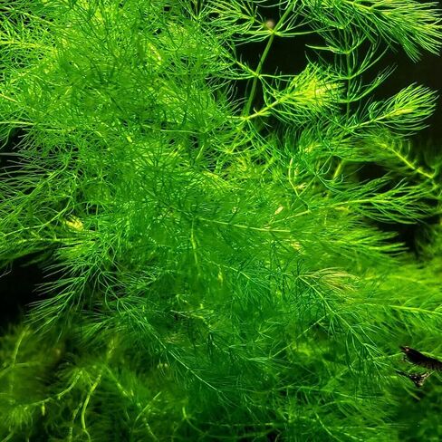 نبات Hornwort Ceratophyllum Live Aquarium Plant المزروع للمبتدئين - اشتري 2 واحصل على 1 in Kuwait