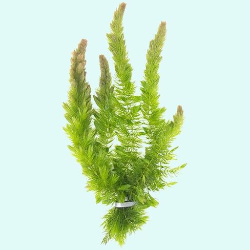 نبات Hornwort Ceratophyllum Live Aquarium Plant المزروع للمبتدئين - اشتري 2 واحصل على 1 in Kuwait