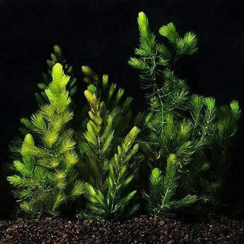 نبات Hornwort Ceratophyllum Live Aquarium Plant المزروع للمبتدئين - اشتري 2 واحصل على 1 in Kuwait