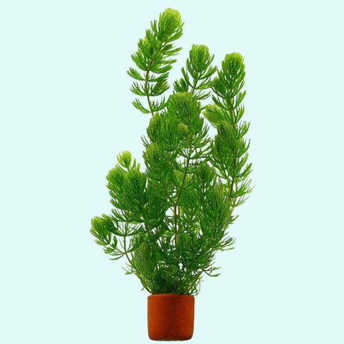 نبات Hornwort Ceratophyllum Live Aquarium Plant المزروع للمبتدئين - اشتري 2 واحصل على 1 in Kuwait