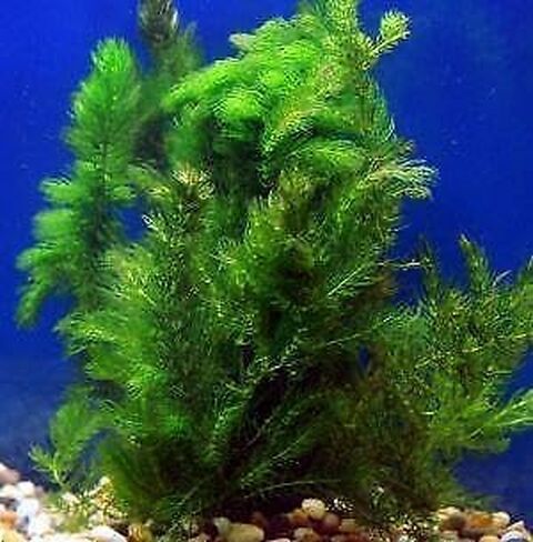 نبات Hornwort Ceratophyllum Live Aquarium Plant المزروع للمبتدئين - اشتري 2 واحصل على 1 in Kuwait