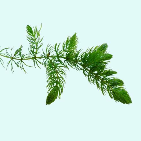 نبات Hornwort Ceratophyllum Live Aquarium Plant المزروع للمبتدئين - اشتري 2 واحصل على 1 in Kuwait