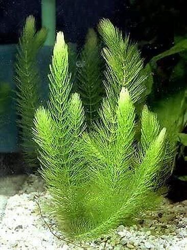 نبات Hornwort Ceratophyllum Live Aquarium Plant المزروع للمبتدئين - اشتري 2 واحصل على 1 in Kuwait