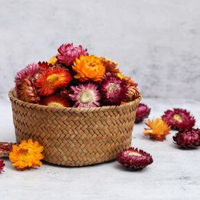 Natural Dried Daisy Flowers Heads - 50~60 Pcs Gerbera Daisies Real Sunflowers Chrysanthemum, Dry Flower Arrangements for Wedding Decor, Home Party Decoration and DIY Craft (Multi Colors)