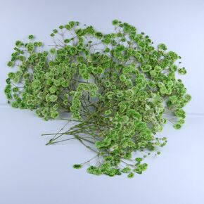50 Pcs Green Flat Dried Baby's Breath Pressed Flower Bulk Bundles +1 Tweezers Set.Real Gypsophila Natural Dried Flowersr for Making Blessing Card/Resin Art/ DIY Candle Decor.