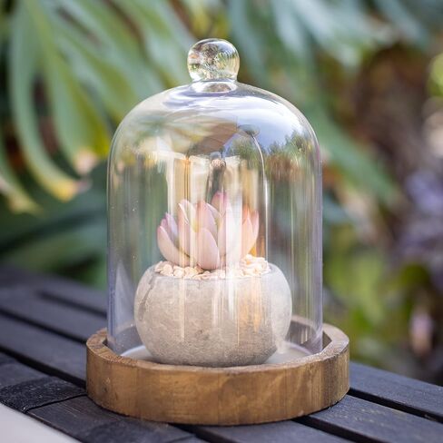 Stonebriar Small Stonebriar 8 Inch Clear Glass Dome Cloche with Rustic Wooden Base, Brown in Saudi Arabia