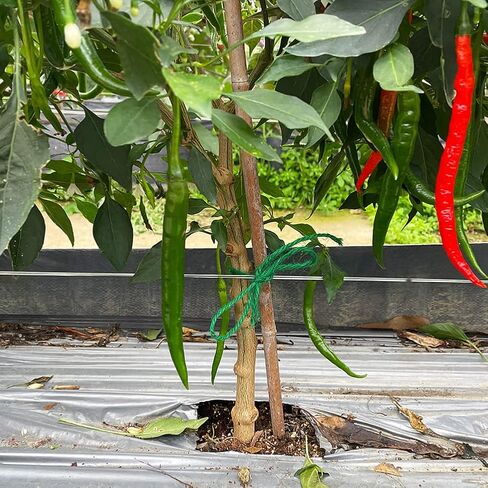 Tenn Well Jute Garden Twine ، 328 قدمًا 3 ملم من الطماطم الثقيلة ، وروابط نباتية خضراء للحدائق ، ونباتات التسلق ، والخضروات ، وصياغة in Kuwait