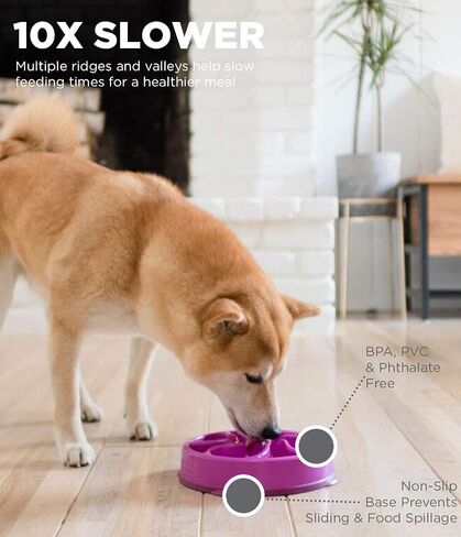 Outward Hound Fun Feeder Slo Bowl (Medium/Mini, Purple) and Outward Hound Nina Ottosson Dog Brick Interactive Treat Puzzle Dog Toy in Kuwait