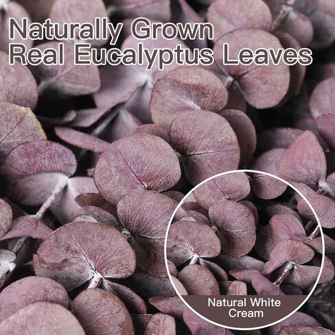 20 PCS Dried Eucalyptus Stems, 17'' Natural Real Live Red Eucalyptus Leaves Branches Hanging Shower, Preserved Fresh Eucalyptus Plant for SPA Home Fragrance Bathroom Table Vase Decor in Kuwait