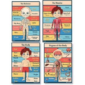 ملصق Anatomy Kids 4 مخططات مغلفة للفصول الدراسية التعلم المبكر (15x19)