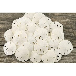 Sand Dollar - Real Sand Dollars 1.5in to 2in (30 Pack) - Wall Decor - Beach Table Decor - Beach Wedding - Ornaments - Mini Shells for Crafts - Nautical Table
