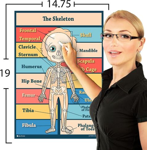Anatomy kids poster 4 pack LAMINATED Charts for classrooms early learning (15x19) in Saudi Arabia