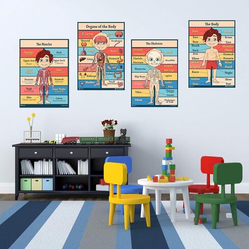 Anatomy kids poster 4 pack LAMINATED Charts for classrooms early learning (15x19) in Saudi Arabia