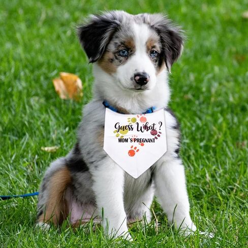 Big Brother Dog Bandana للكلاب الكبيرة ، هدايا إعلان الحمل للأصدقاء عائلة العائلة لأول مرة الأمهات الآباء هدايا للكلاب أمي أبي هدايا للرجال in Kuwait
