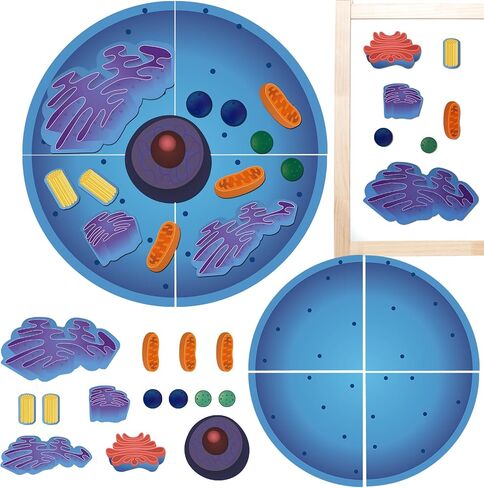 Leitee 18 Pcs Magnetic Animal Cell Model Kits Giant Teaching Resources Early Biology Cell Anatomy Model Life Science Teaching Aid for Whiteboard Learning Tools Educational Classroom Activities in Saudi Arabia