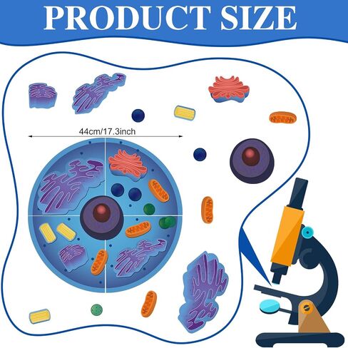 Leitee 18 Pcs Magnetic Animal Cell Model Kits Giant Teaching Resources Early Biology Cell Anatomy Model Life Science Teaching Aid for Whiteboard Learning Tools Educational Classroom Activities in Saudi Arabia