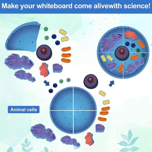 Leitee 18 Pcs Magnetic Animal Cell Model Kits Giant Teaching Resources Early Biology Cell Anatomy Model Life Science Teaching Aid for Whiteboard Learning Tools Educational Classroom Activities in Saudi Arabia