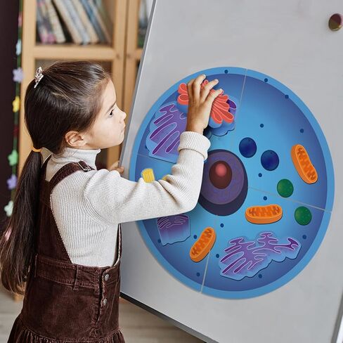 Leitee 18 Pcs Magnetic Animal Cell Model Kits Giant Teaching Resources Early Biology Cell Anatomy Model Life Science Teaching Aid for Whiteboard Learning Tools Educational Classroom Activities in Saudi Arabia