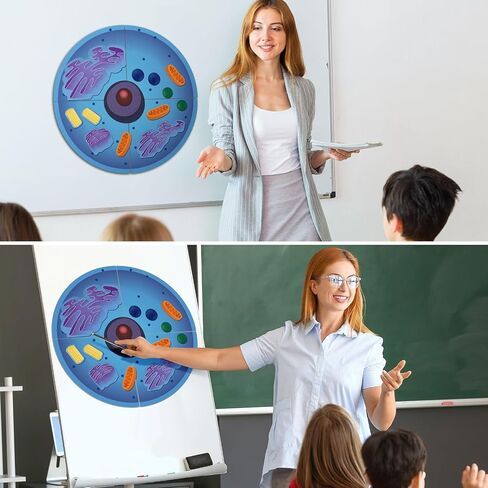 Leitee 18 Pcs Magnetic Animal Cell Model Kits Giant Teaching Resources Early Biology Cell Anatomy Model Life Science Teaching Aid for Whiteboard Learning Tools Educational Classroom Activities in Saudi Arabia
