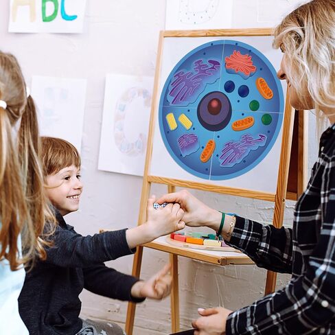 Leitee 18 Pcs Magnetic Animal Cell Model Kits Giant Teaching Resources Early Biology Cell Anatomy Model Life Science Teaching Aid for Whiteboard Learning Tools Educational Classroom Activities in Saudi Arabia