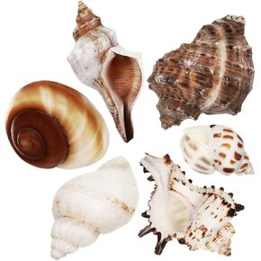 Kisangel 6Pcs Hermit Crab Shells Natural Conch Shells Large Conch Shells Sea Shells for Fish Tank Aquarium Accessories