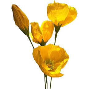 Mybbshower Crepe Paper Flower Making Kit ، Poppy الأيسلندي ، ألوان متنوعة أحمر الخدود الوردي الكريمة 24