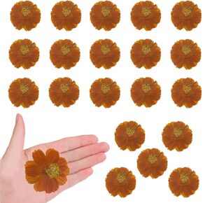 60pcs الزهور البرتقالية المجففة كوزموس-بيبيناتوس للتزيين الحرف الراتنج ، والزهور الطبيعية المضغوطة للراتنج الحرف المجوهر