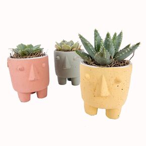 Decoblooms الحجر الوجه 3 عبوة