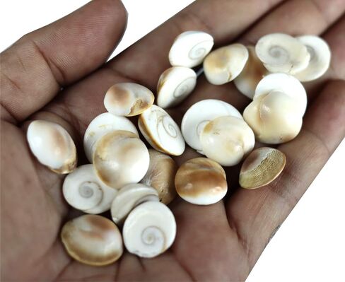 ASHIRWAD Original Gomti Chakra Indian for Pooja from Gomati River in India Sakkaram for Astrological Use (11 pcs GC2) in Kuwait