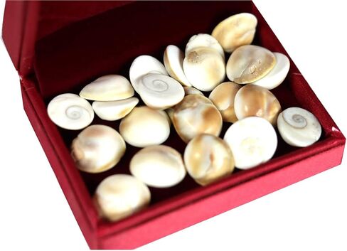 ASHIRWAD Original Gomti Chakra Indian for Pooja from Gomati River in India Sakkaram for Astrological Use (11 pcs GC2) in Kuwait