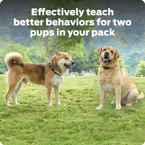 Dog Static Collar - 1000ft Dog Training Collar 2-Dog Bundle with Remote Dogs - Rechargeable Waterproof with 3 Training Modes - Tone Vibration & 16 Levels of Safe Static in Kuwait