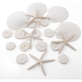 JQAQJU 20pcs قذائف البحر لصياغة 3-4 "، ديكور ميكور رمل النجوم للحرف اليدوية ، قذائف الأسقلوب للطهي ، صدف من أجل الحرف اليدوية ديي شاطئية شمعة ديكور زفاف الأسماك الزفاف
