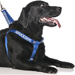 Limited Service Dog Blue Color Coded Alert Warning L XL Non Pull Dog Harness Prevents Accidents by Warning Others of Your Dog in Advance