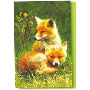 تحيات خالية من الأشجار Econotes 12 Count Foxes الاسترخاء جميع المناسبات غير المرغوب فيها مع الأظرف ، 4 × 6 بوصات (FS56123)