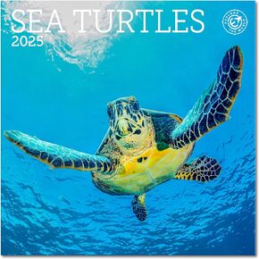 Sea Turtles Mini Wall Calendar 2025, 7" x 7"