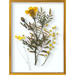 Frametory، إطار صورة عائم مقاس 11 × 14 - إطار صورة معدني ذهبي - زجاج حقيقي - للتركيب على الحائط أو شاشات الطاولة