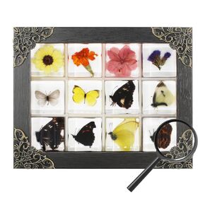 12 Pcs Insect in Resin Specimen Bugs Collection Paperweights, Resin Insects Specimen Frame Decoration for Tabletop Wall Art Decoration Scientific Educational Display Supplies (12 PCS Insects)