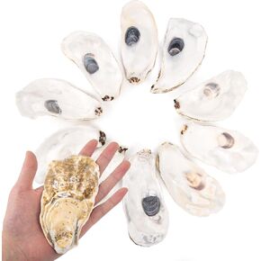 10PCS Oyster Shells,Natural Oyster Shells Bulk