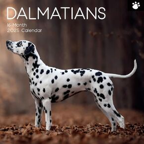 The Gifted Stationary 2025 Square Wall Calendar, Dalmatians, 16-Month Paw Prints Theme Hanging Calendar with 180 Reminder Stickers, Month Planner for Home, or Creative Spaces, 12x12 In
