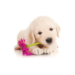 دفتر Golden Retriever: مجلة فارغة مبطنة ، SoftCover (6 × 9 بوصات) مع 120 صفحة