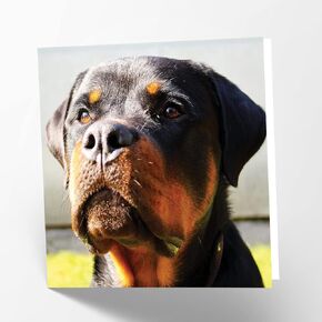 Maturi Rottweiler Dog Photosical Birtinn Firsty Card ، 6 "× 6" مربع