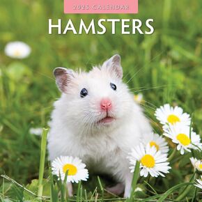 Red Robin 2025 Hamsters Monthly Wall Calendar | 12" x 24" Open | Premium Thick & Sturdy Paper | Hangable 12 Month Calendar | Plastic Free | 4 Month Transition Page for 2024